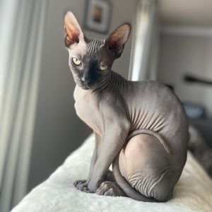 Meet your Posher, Romain